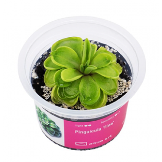 Pinguicula ‘Tina’ – taukė